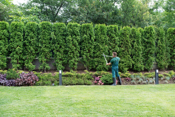 How Our Tree Care Process Works  in  Uvalde, TX