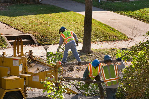 Best Hazardous Tree Removal  in Uvalde, TX